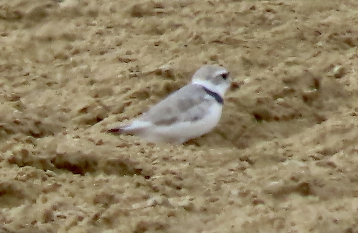 Piping Plover - ML595812751