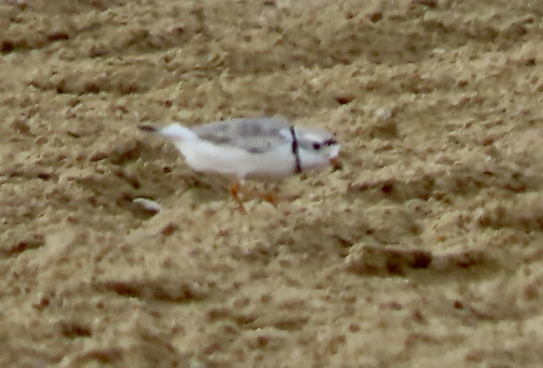 Piping Plover - ML595812761