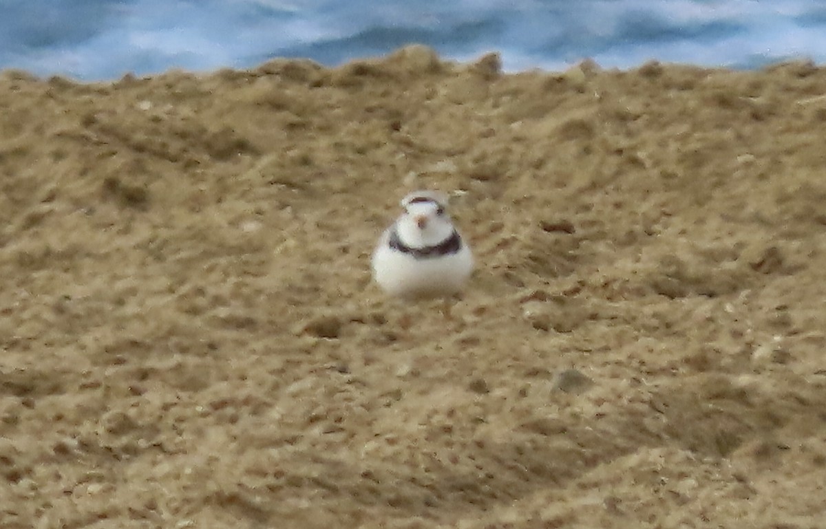 Piping Plover - ML595812771