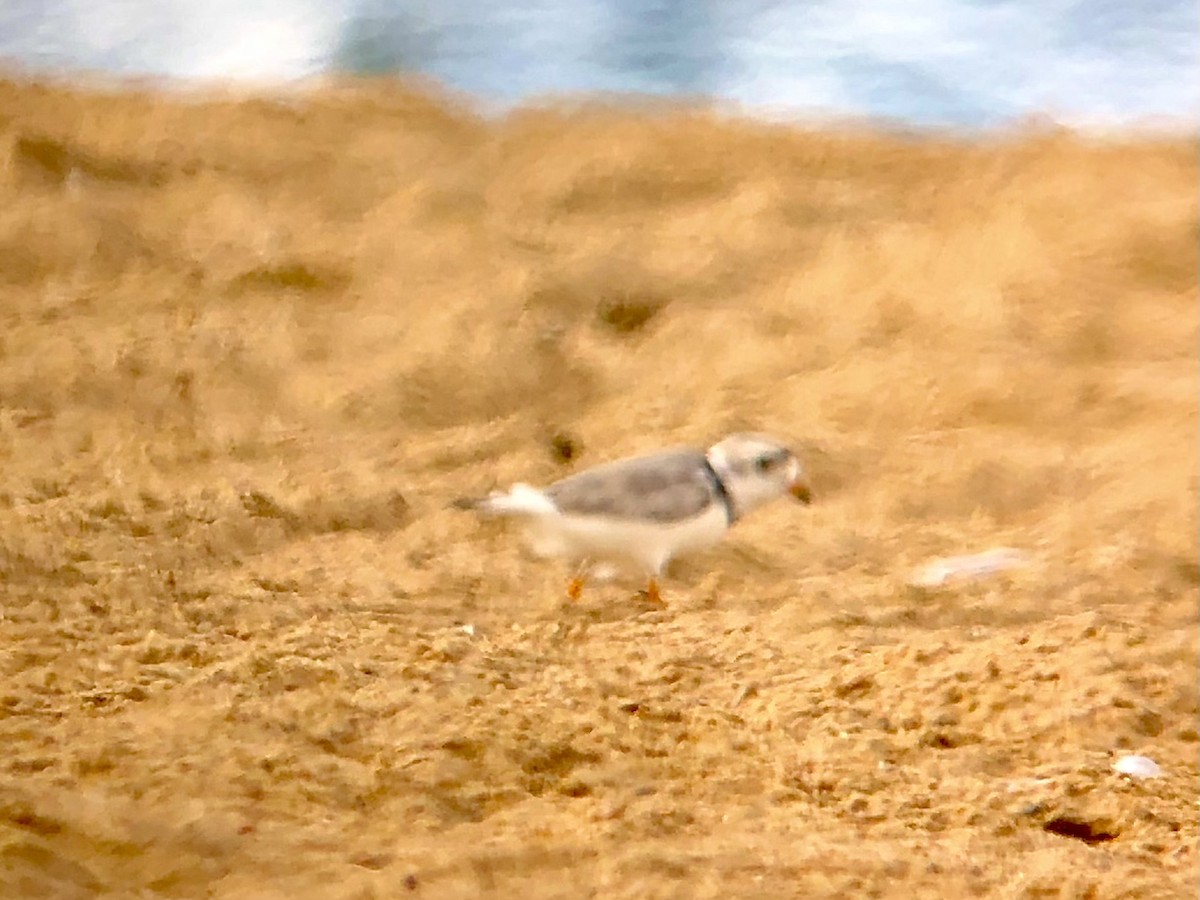 Piping Plover - ML595812781