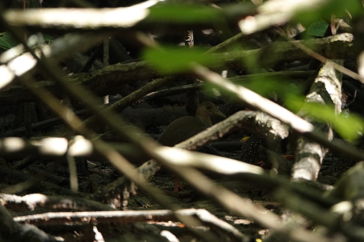 Rufous-necked Wood-Rail - ML595814131