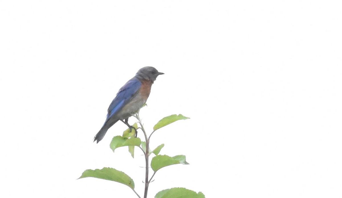 Eastern Bluebird - ML595814521