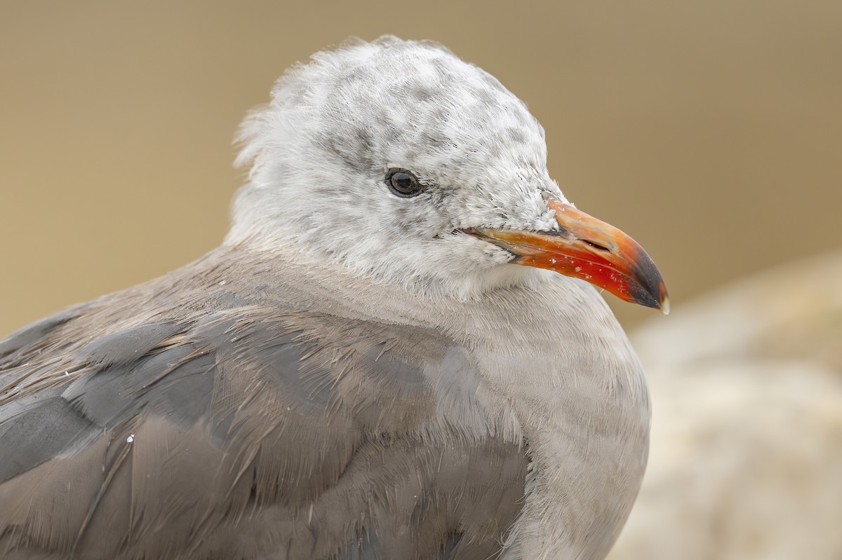 Heermann's Gull - ML595815281