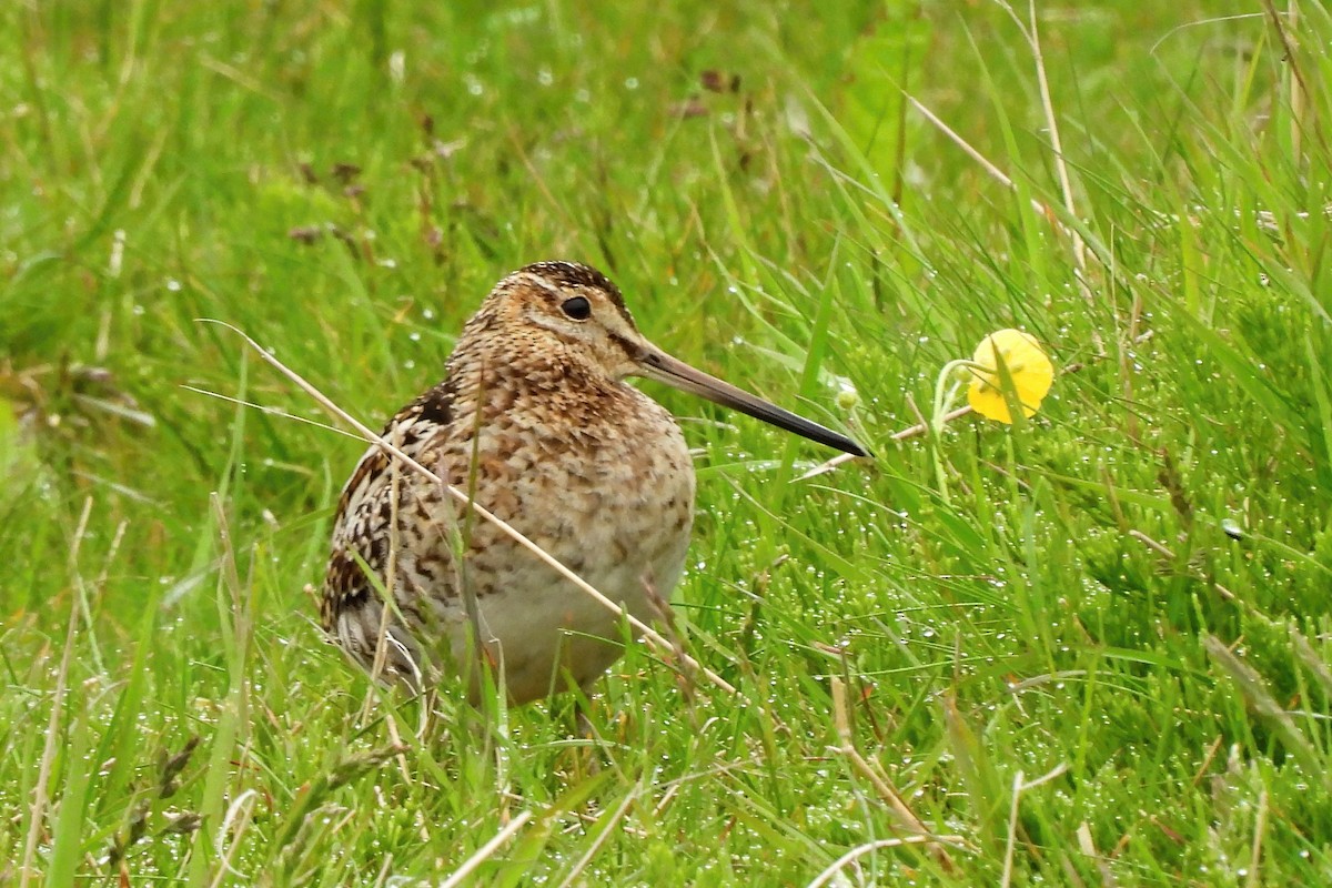 Common Snipe - ML595816281