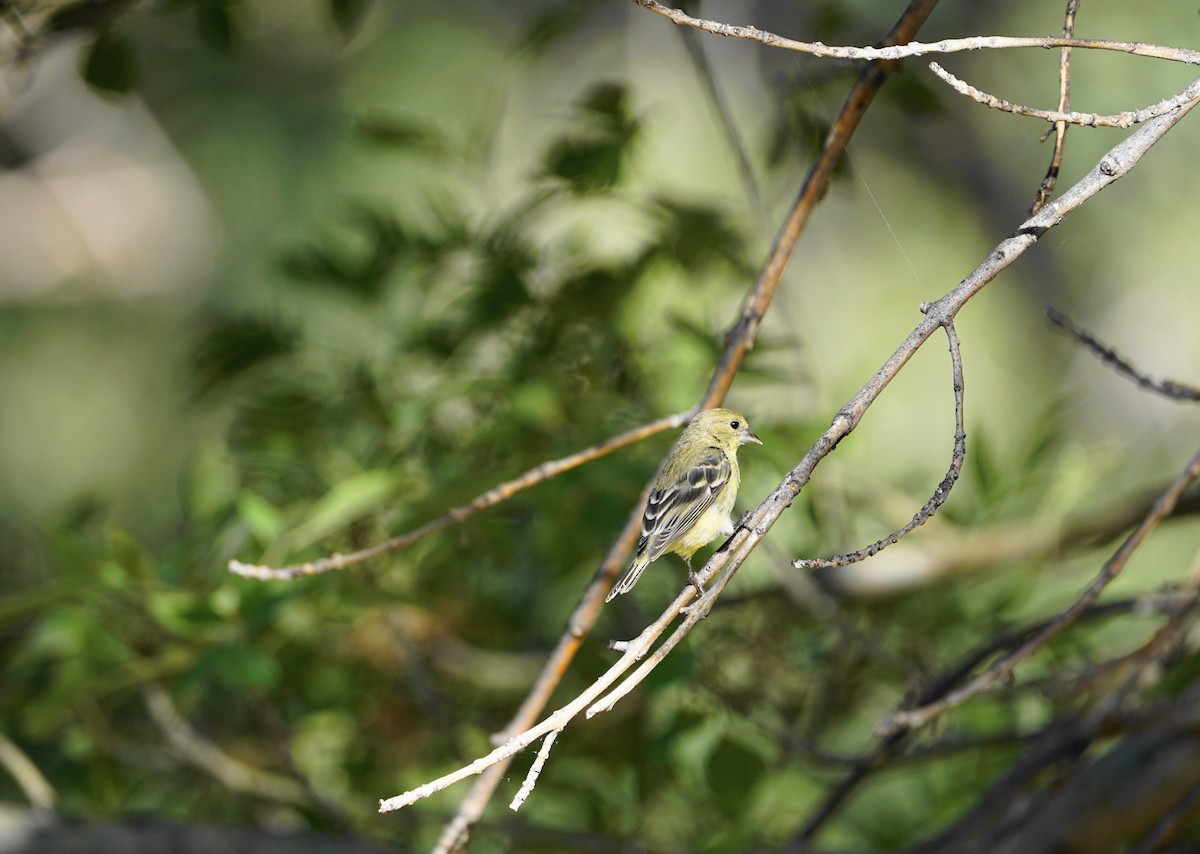 Lesser Goldfinch - ML595816681