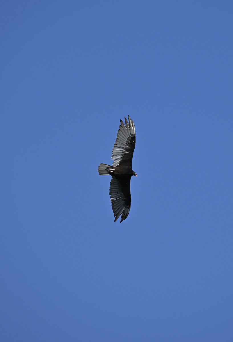 Turkey Vulture - ML595817051