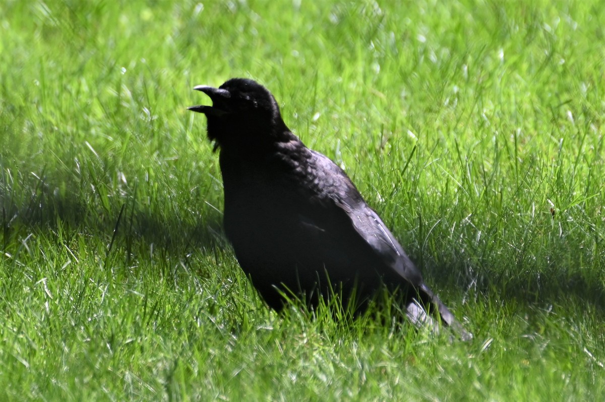 American Crow - ML595817141