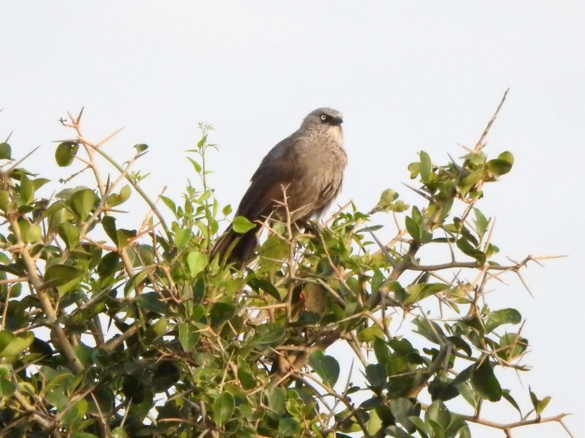 Black-lored Babbler - ML595818161