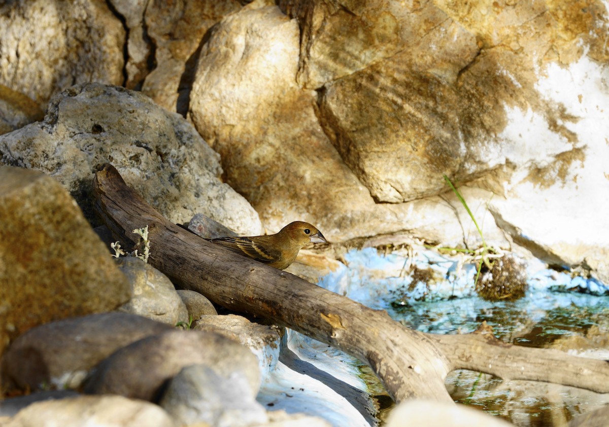 Blue Grosbeak - ML595818301