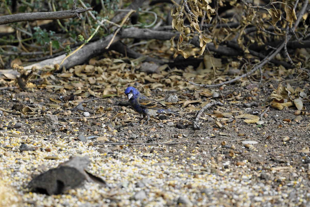 Blue Grosbeak - ML595818311