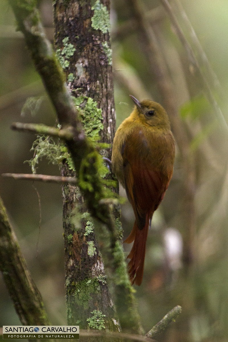 Olivaceous Woodcreeper - ML59581871