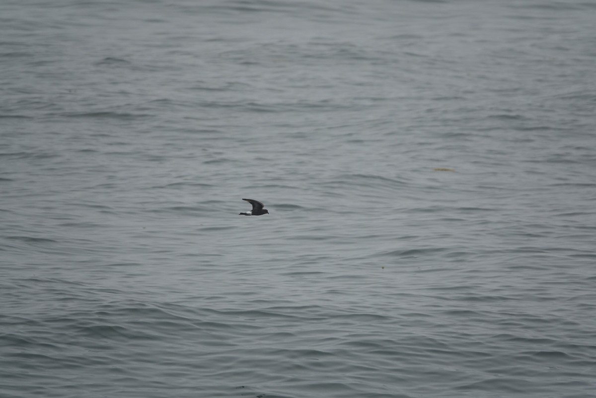 Wilson's Storm-Petrel - Sean Hatch