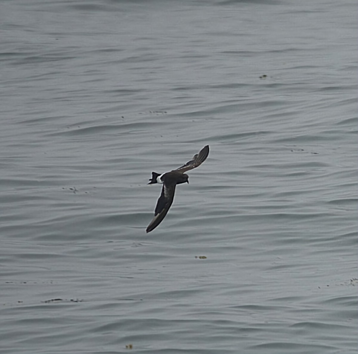 Wilson's Storm-Petrel - Sean Hatch