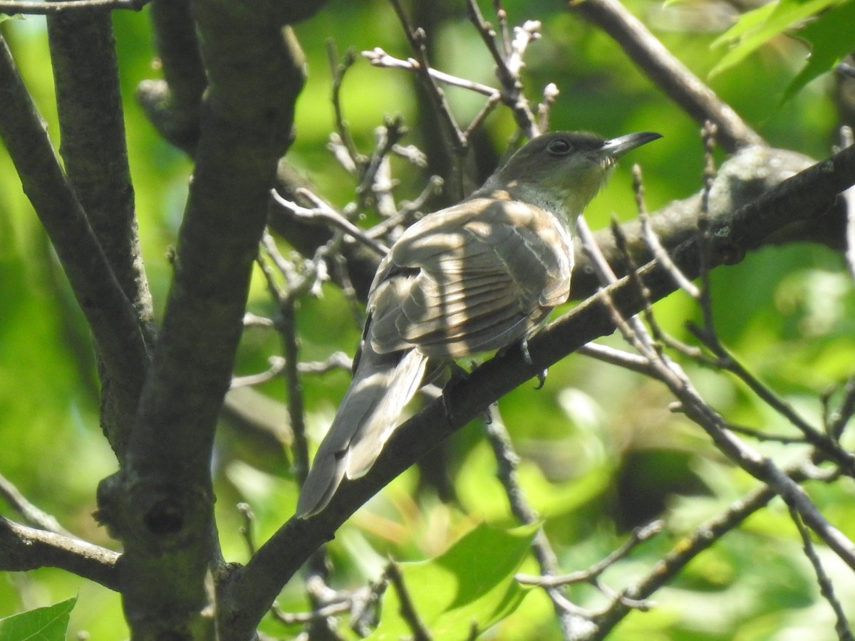 Black-billed Cuckoo - ML595819811