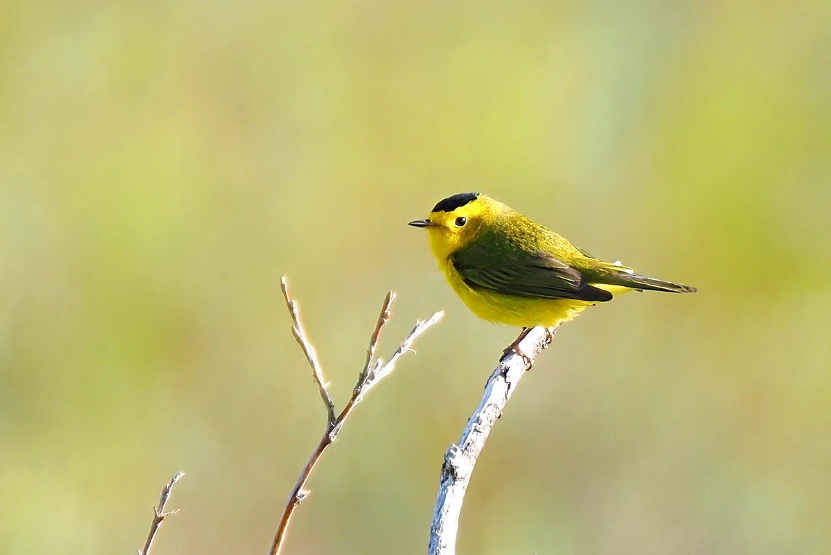 Wilson's Warbler - ML595819931