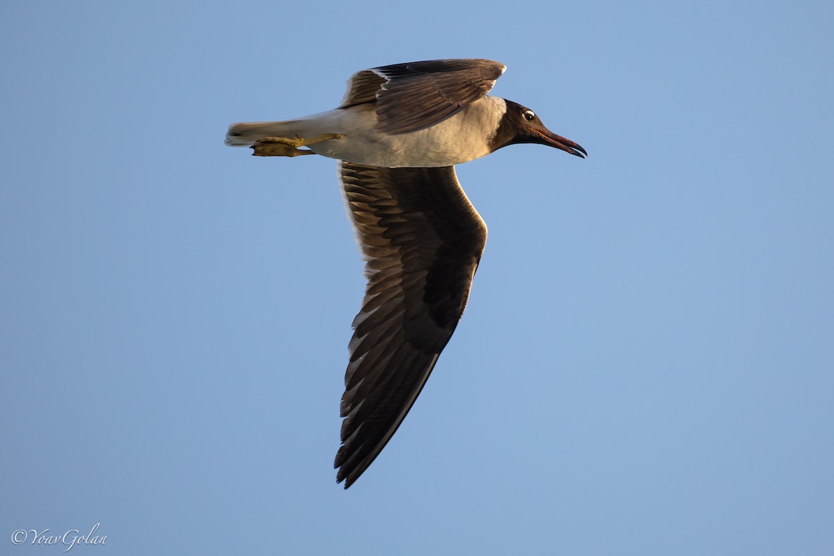 Белоглазая чайка - ML595820161
