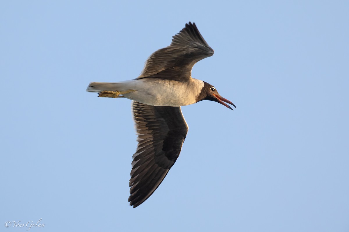 White-eyed Gull - ML595820171