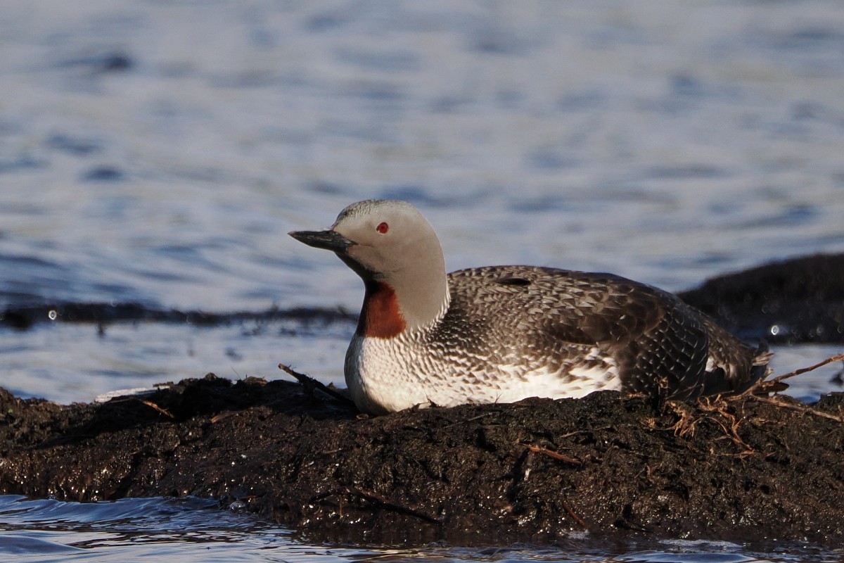 Red-throated Loon - ML595821231