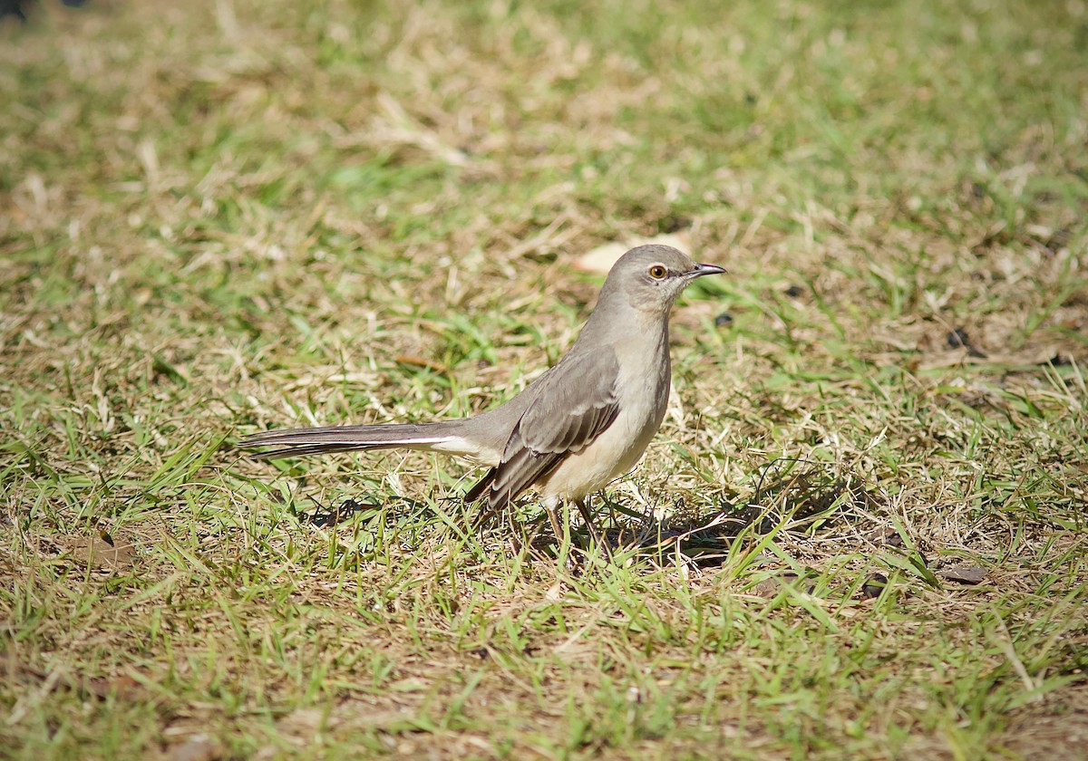 Bahama Mockingbird - ML595821541