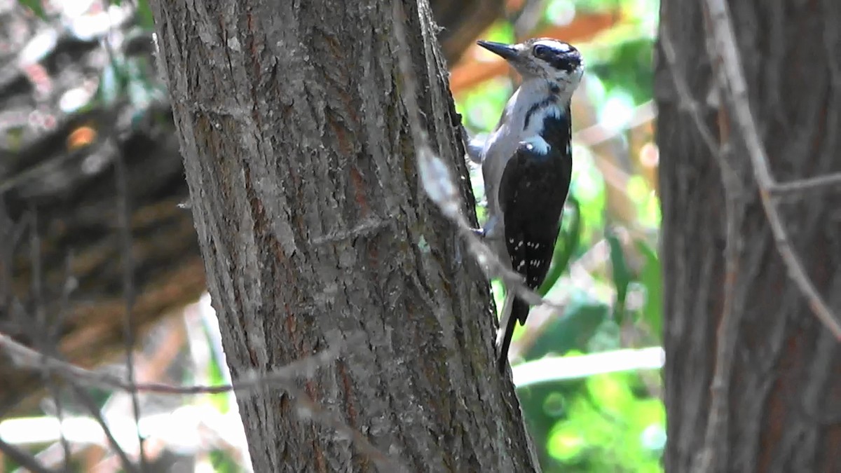 Hairy Woodpecker - Bruce Schine