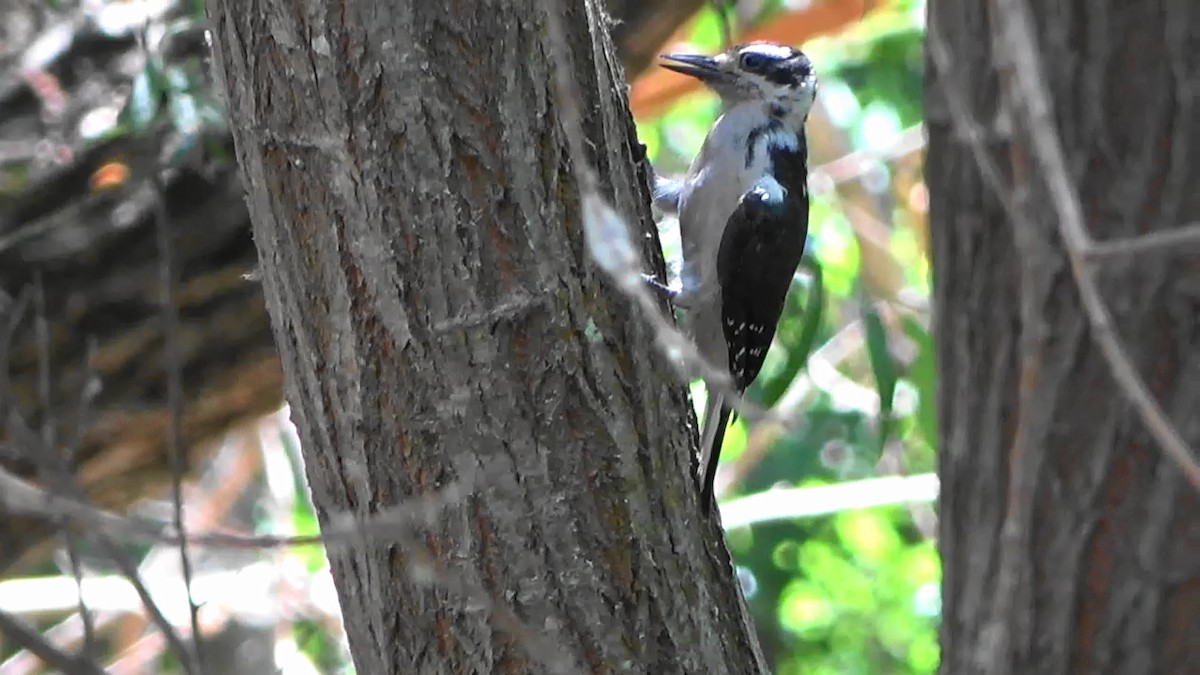 Hairy Woodpecker - Bruce Schine