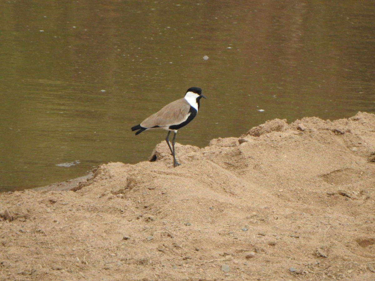 Spur-winged Lapwing - Bev Agler