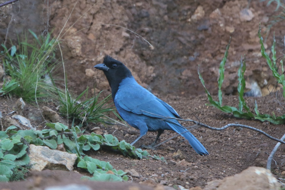 Azure Jay - Ian Thompson