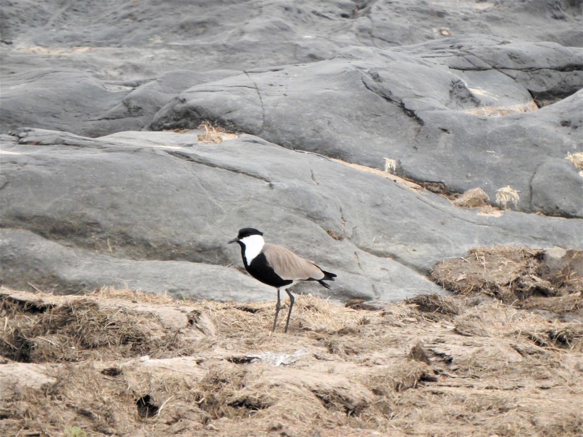 Spur-winged Lapwing - Bev Agler