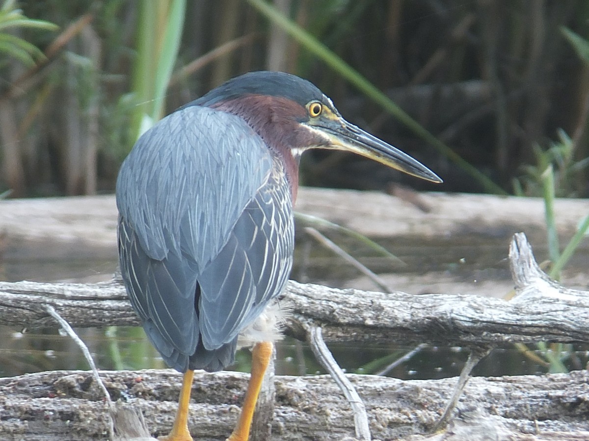 Green Heron - ML595823711