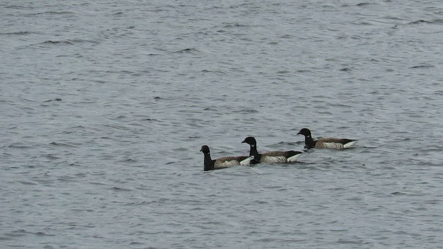 Branta musubeltza - ML595823801