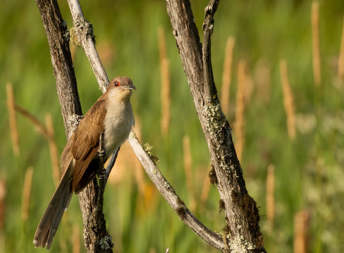 Black-billed Cuckoo - ML595824281