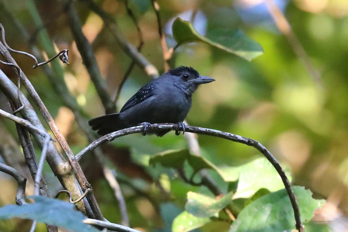 Spot-winged Antshrike - ML595828221