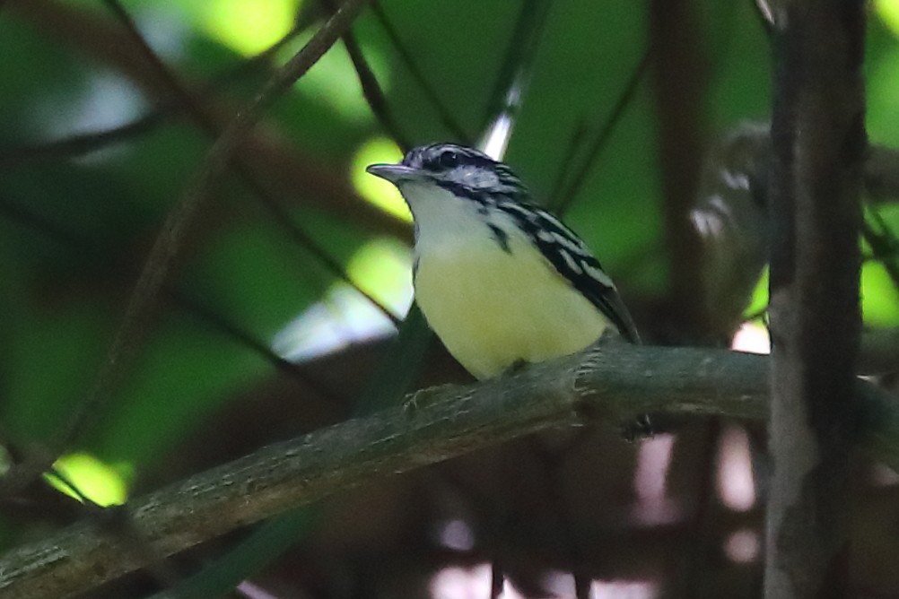 Pygmy Antwren - Josef Widmer