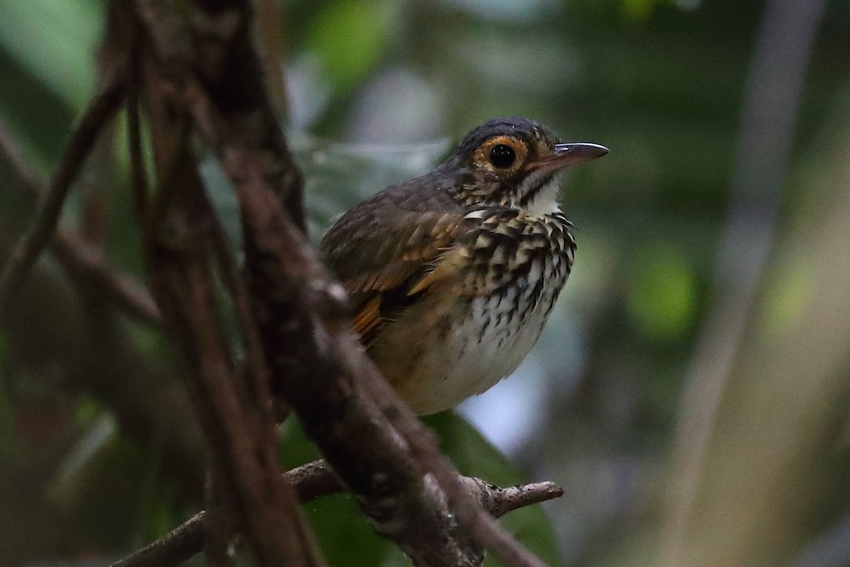 Snethlage's Antpitta - ML595828271