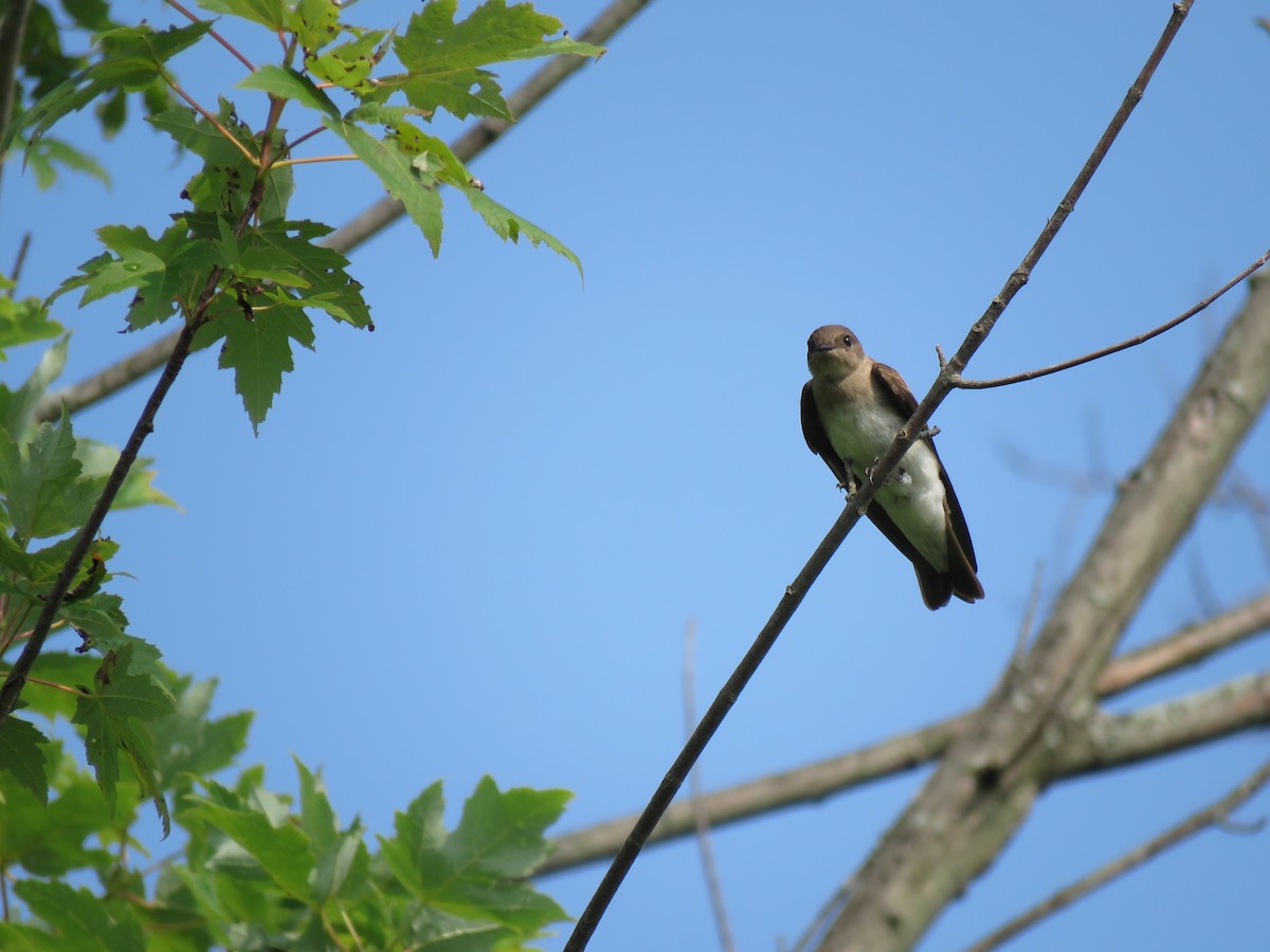 Northern Rough-winged Swallow - ML595828601