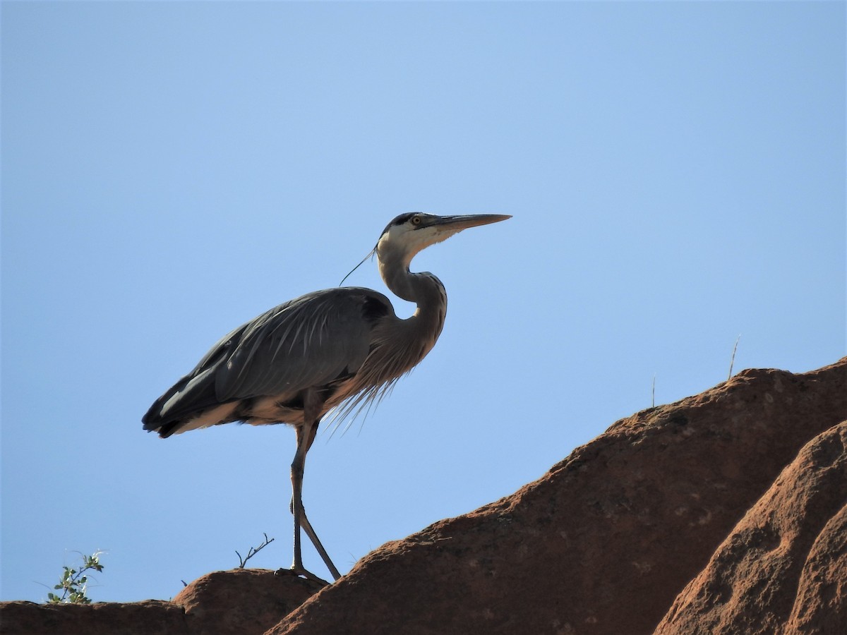 Great Blue Heron - T B