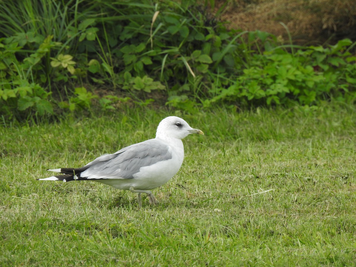 Gaviota Cana - ML595829041