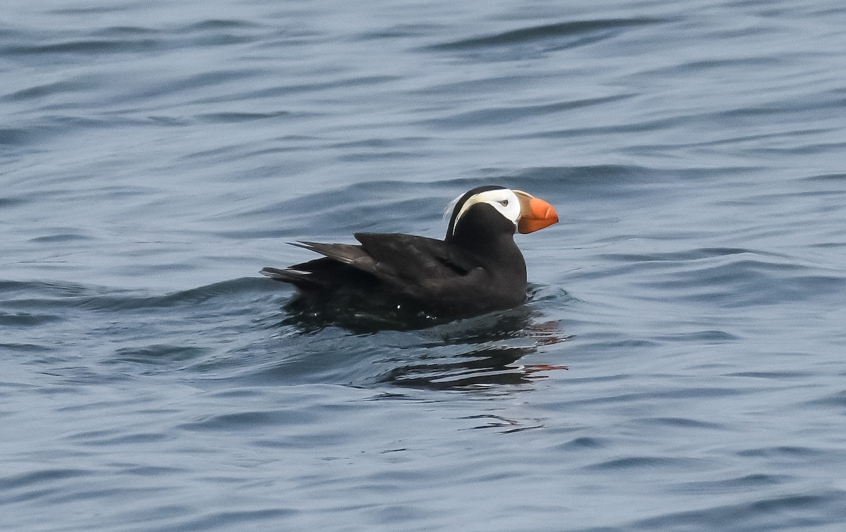Tufted Puffin - ML595829151