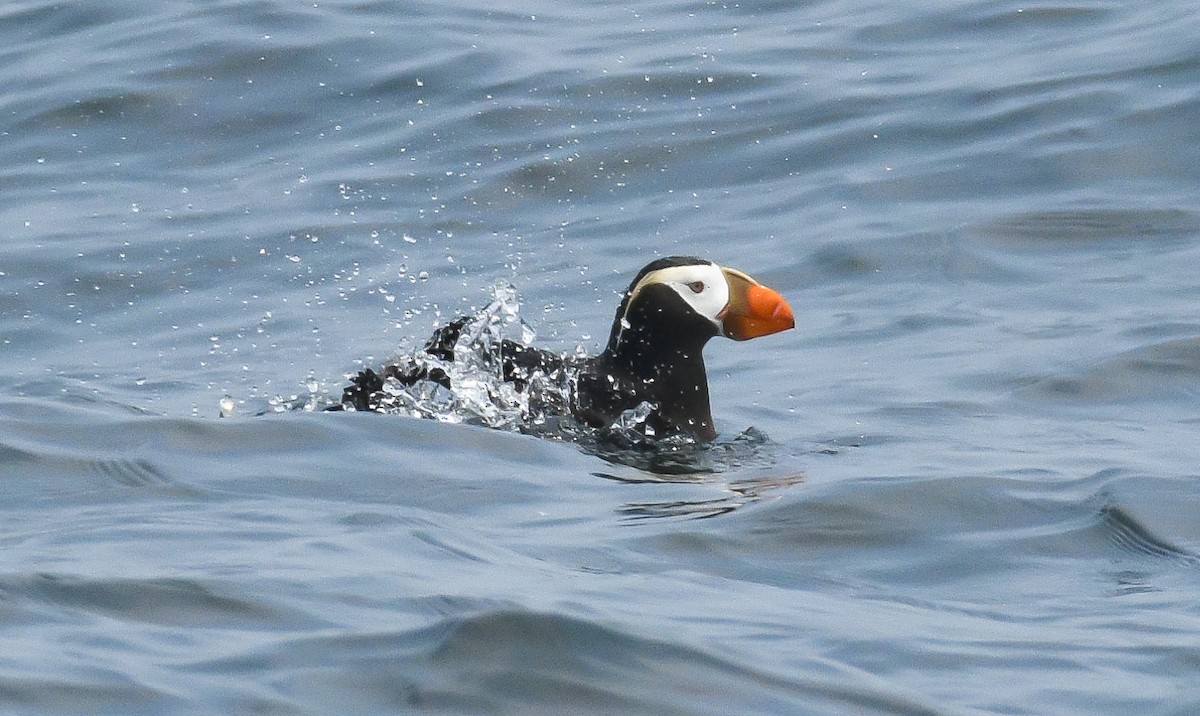 Tufted Puffin - ML595829161
