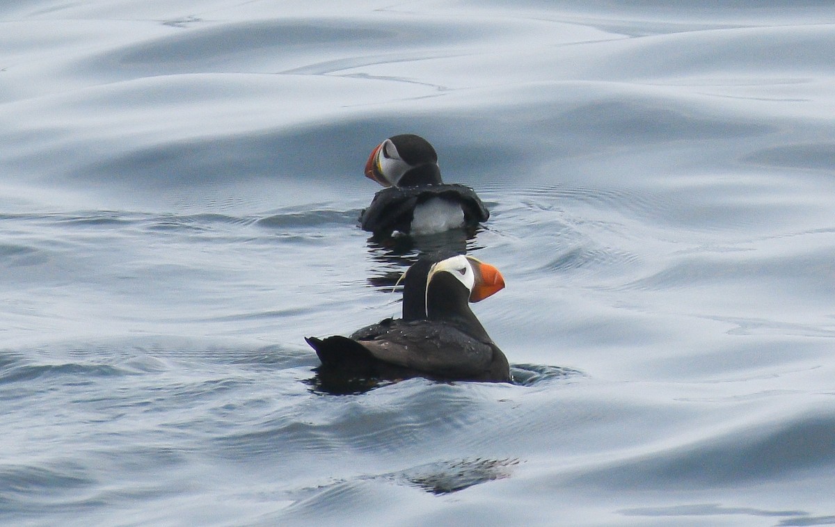 Tufted Puffin - ML595829171