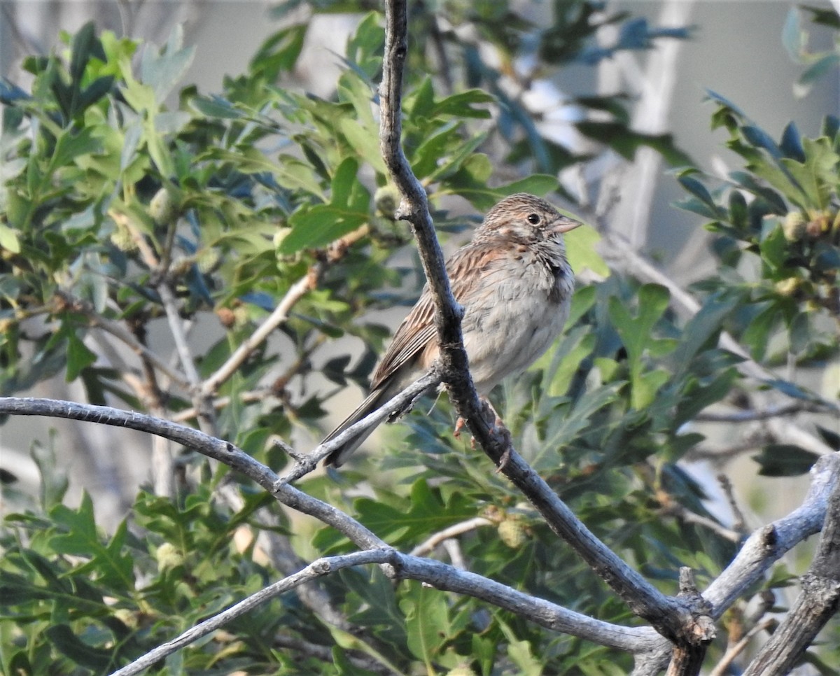 Vesper Sparrow - ML595829461