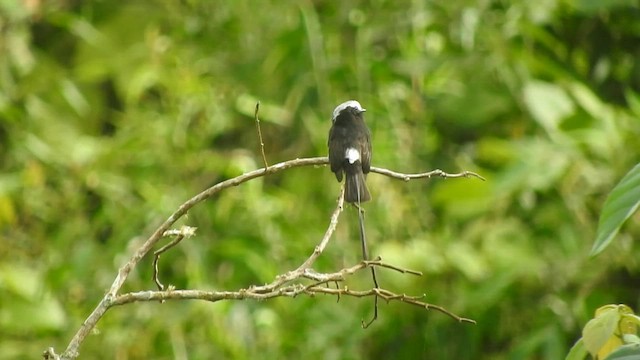 Long-tailed Tyrant - ML595829601