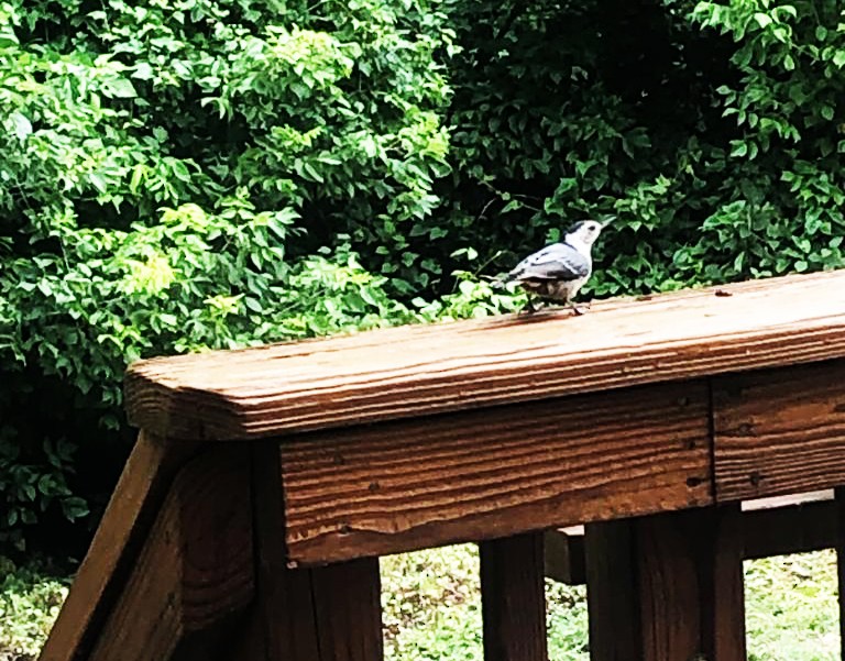 White-breasted Nuthatch - ML595830201