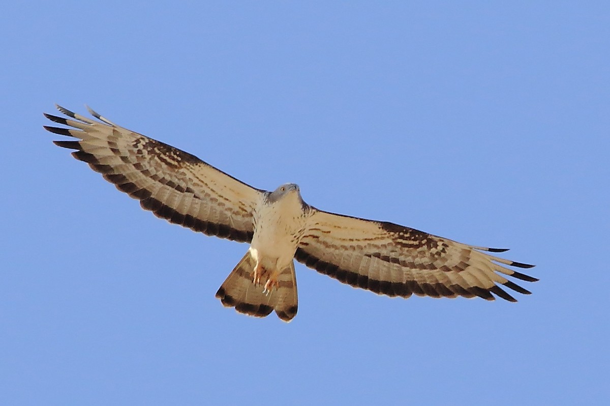 European Honey-buzzard - ML59583061