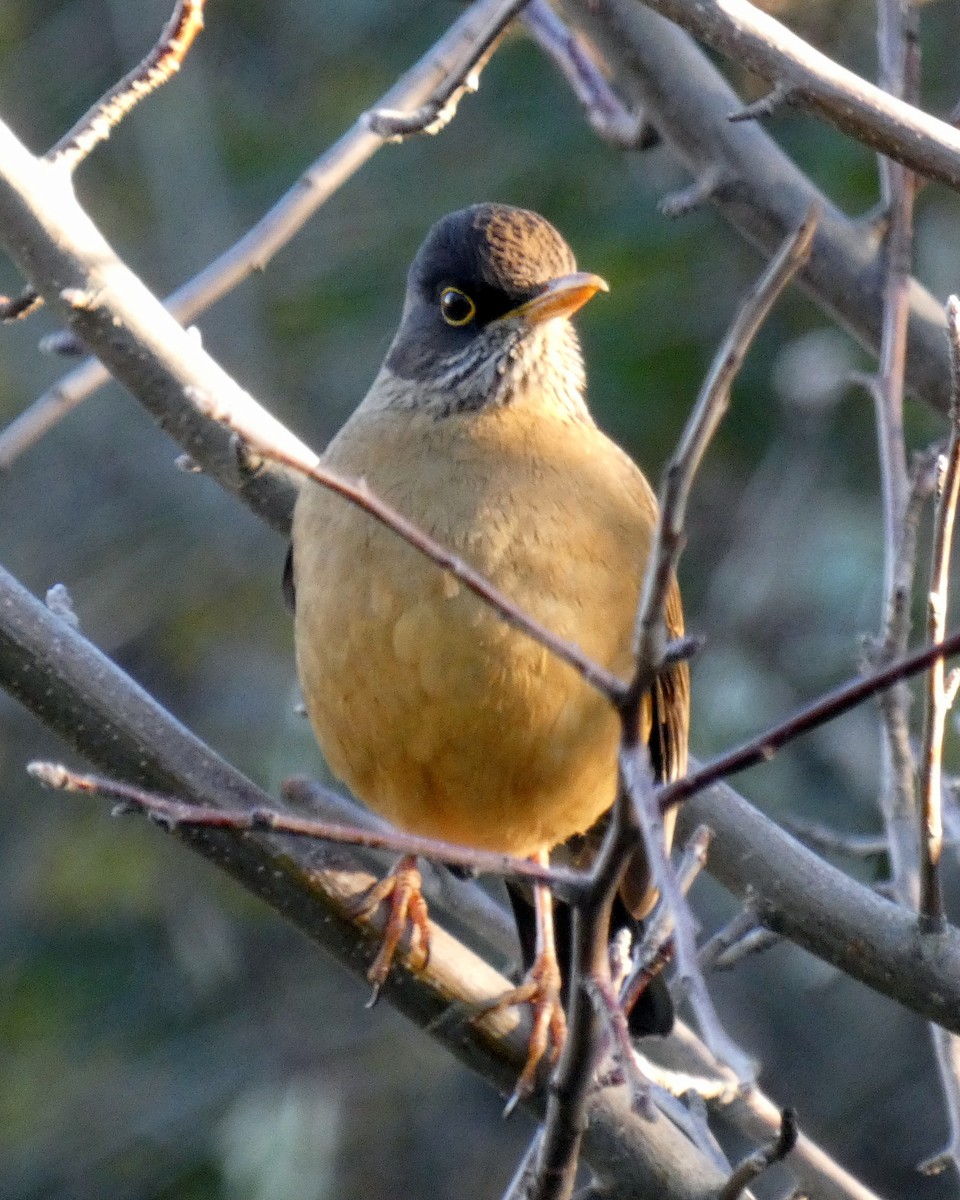 Austral Thrush - ML595831411