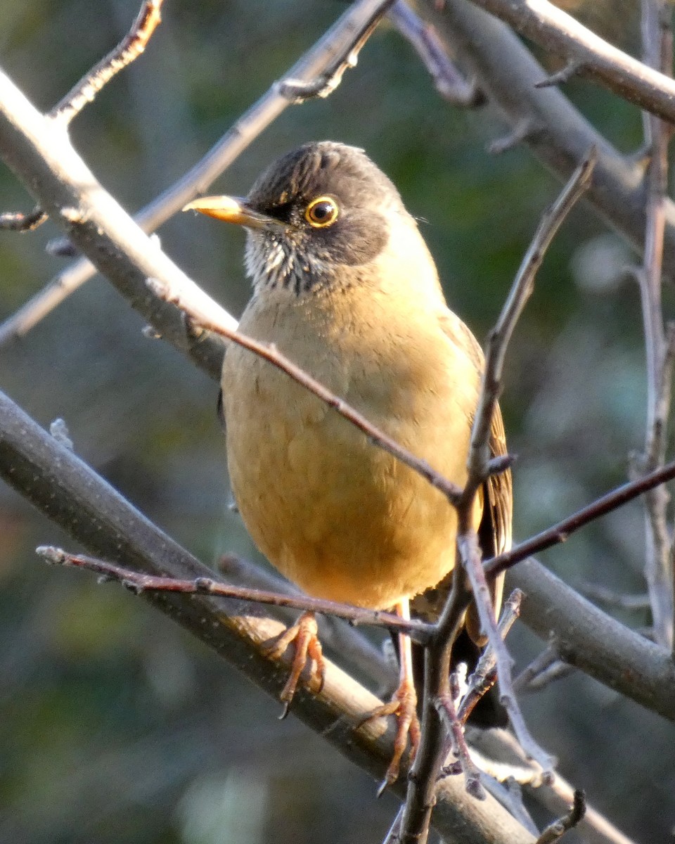 Austral Thrush - ML595831421
