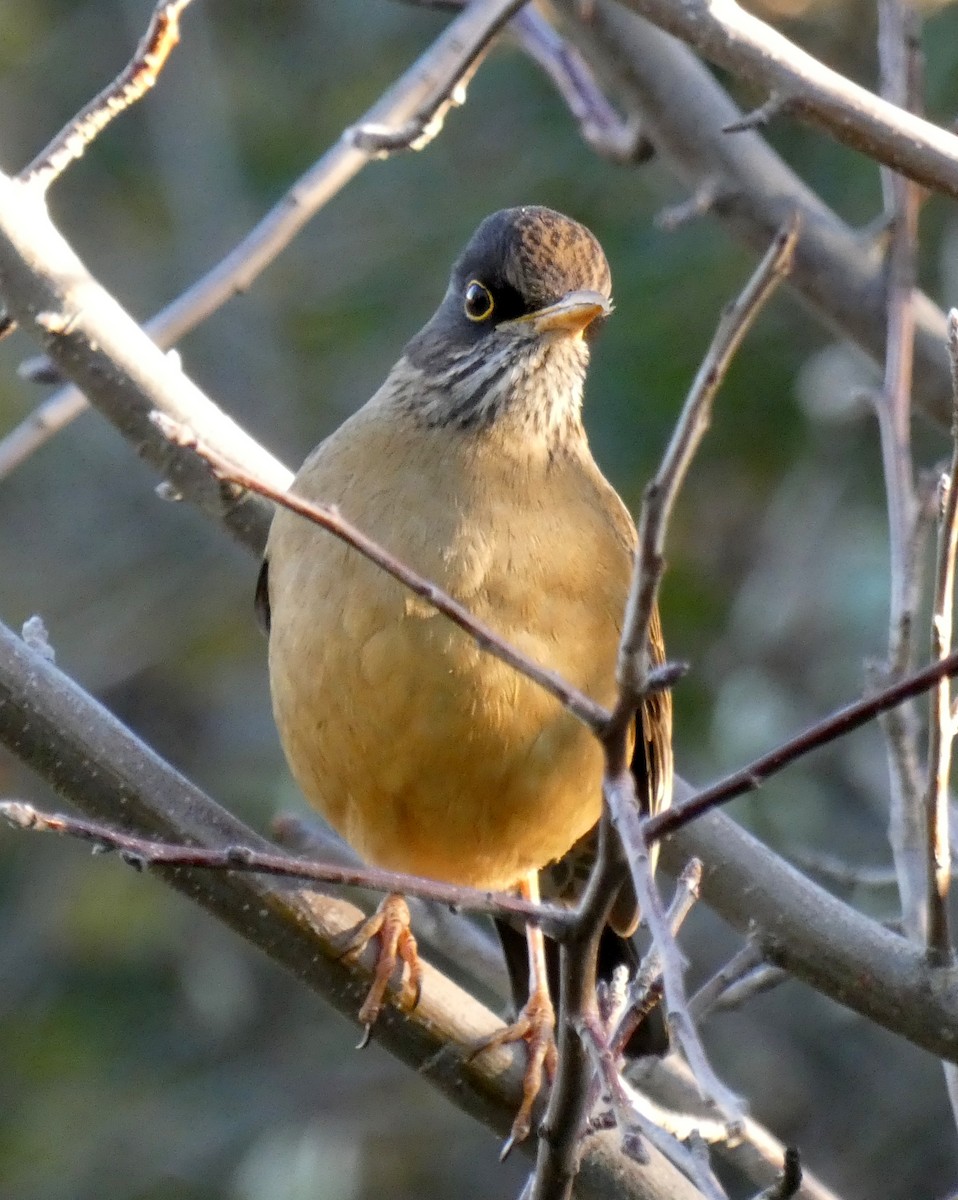Austral Thrush - ML595831431