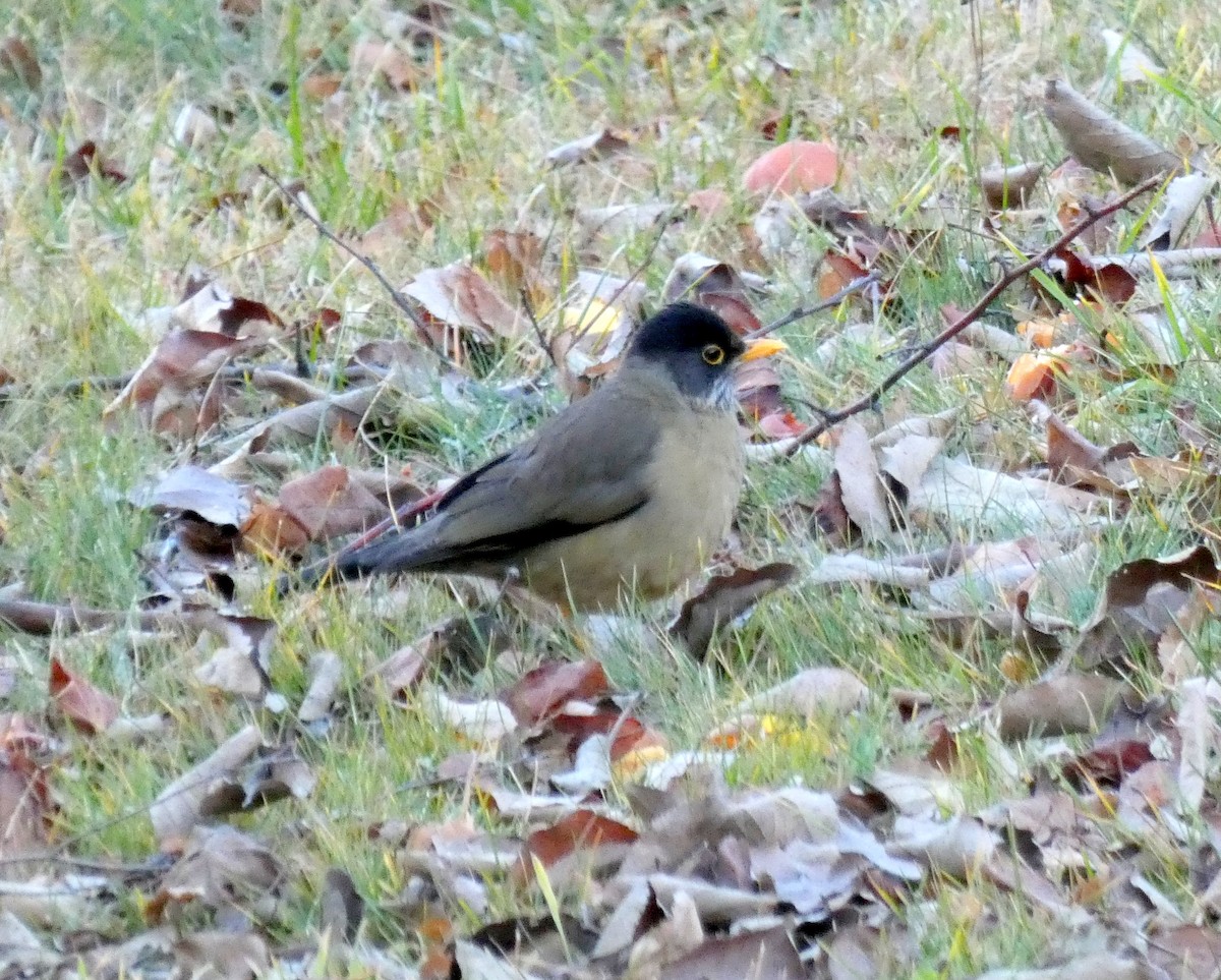 Austral Thrush - ML595831441