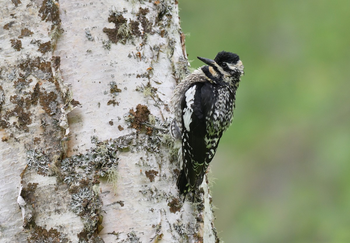 Yellow-bellied Sapsucker - ML595832351