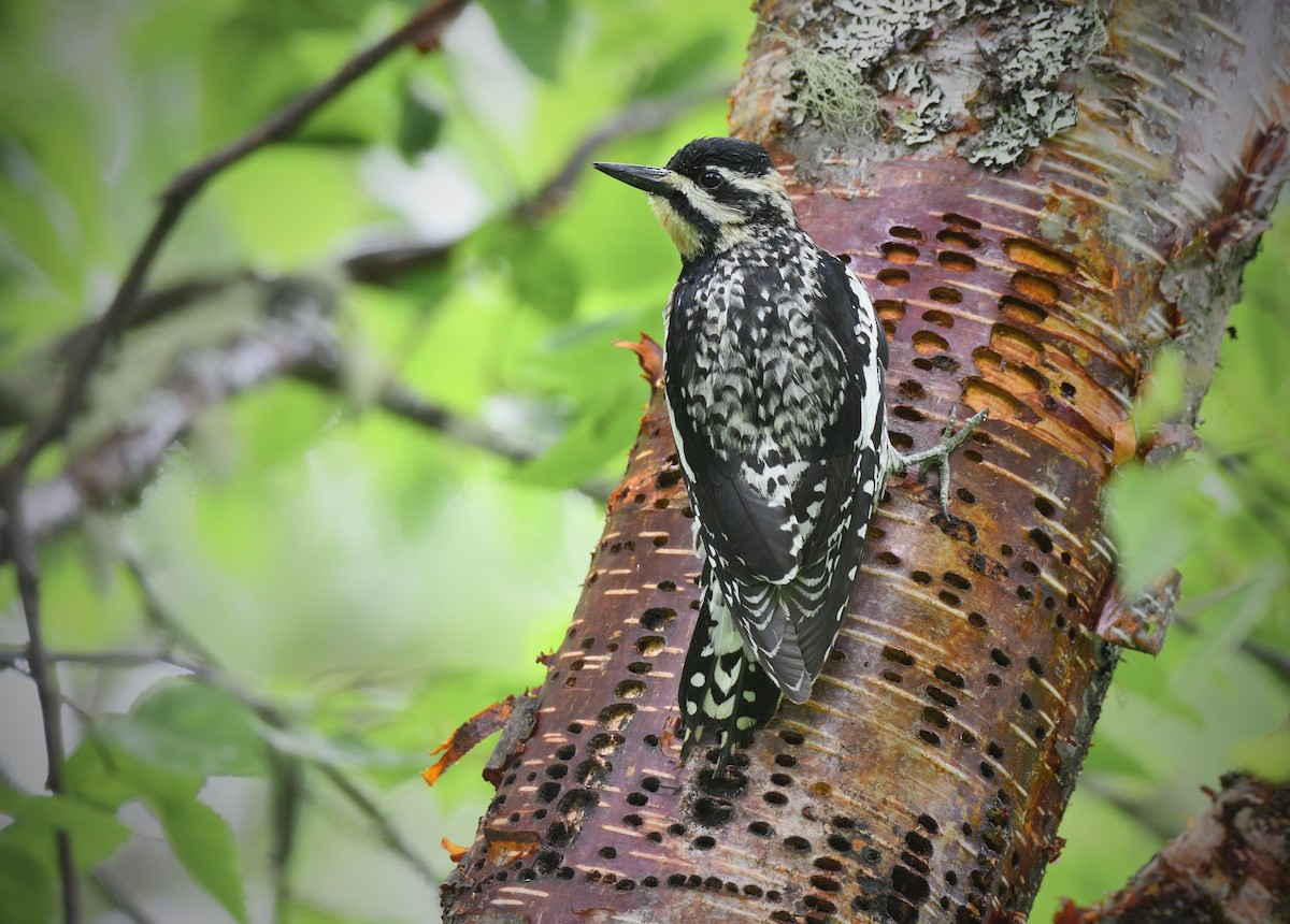 Yellow-bellied Sapsucker - ML595832371